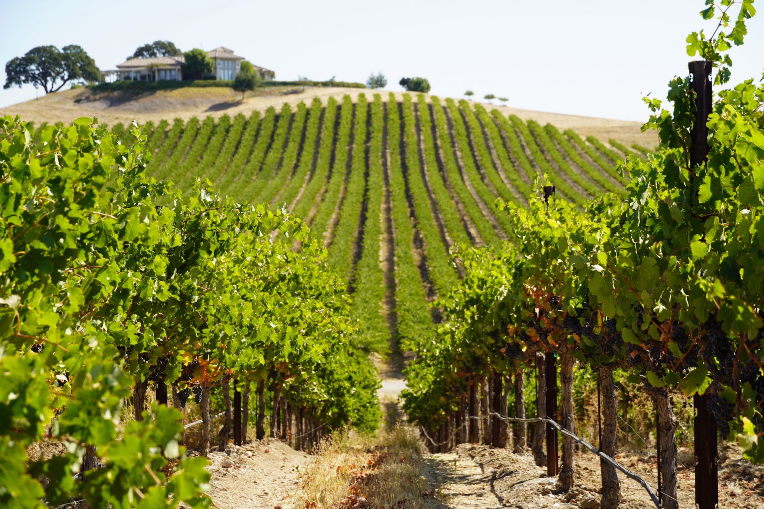 Vineyards Barbieri & Kempe Wines