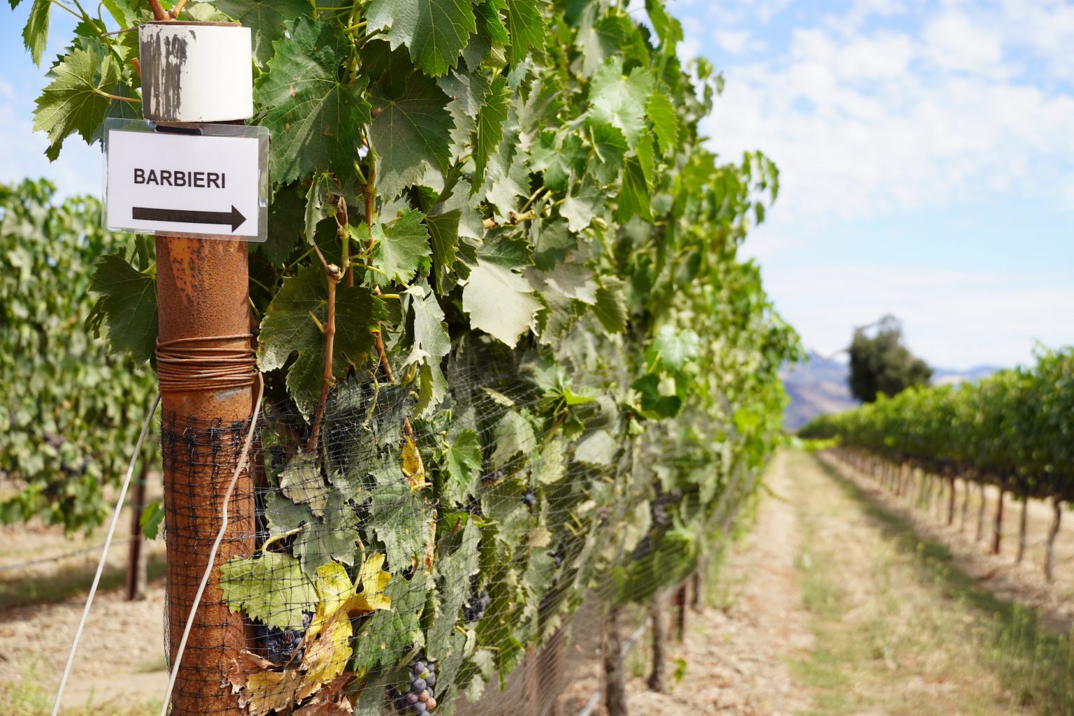 Vineyards Barbieri & Kempe Wines