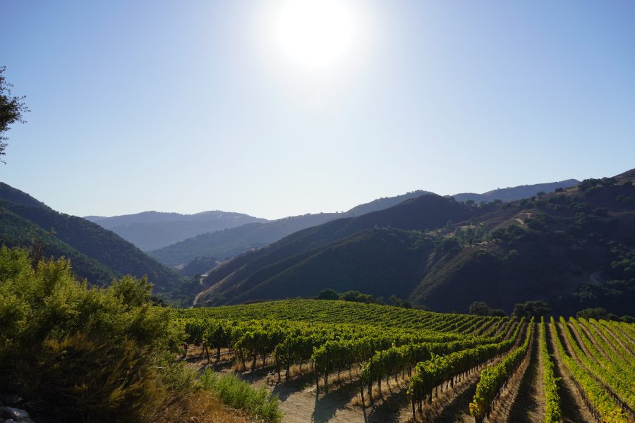 Vineyards Barbieri & Kempe Wines