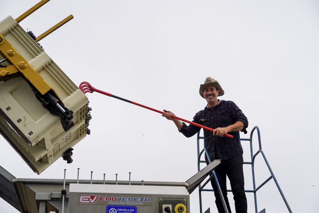 Harvesting Grapes for Wine